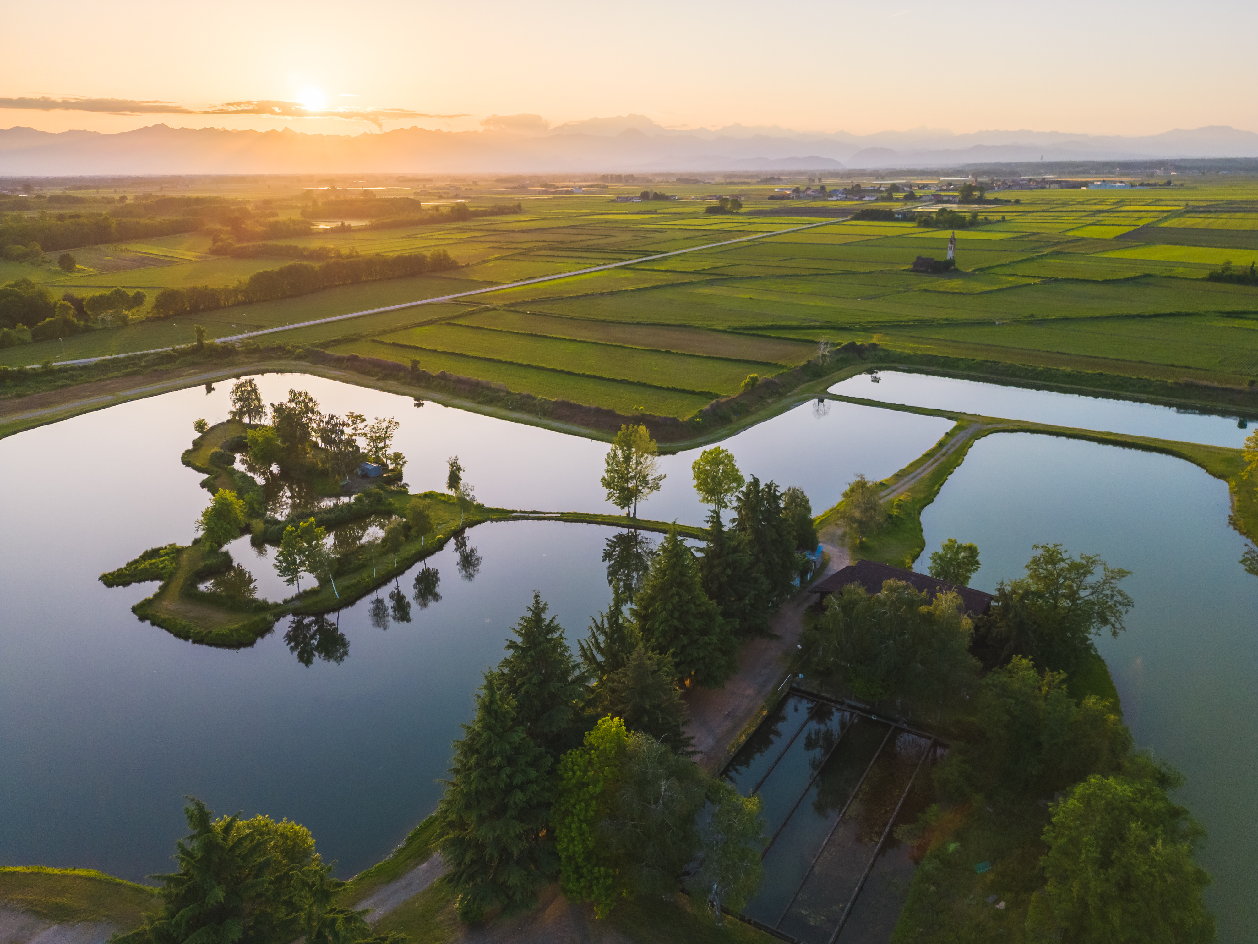 Rice fields, Novara, Piedmont, Italy