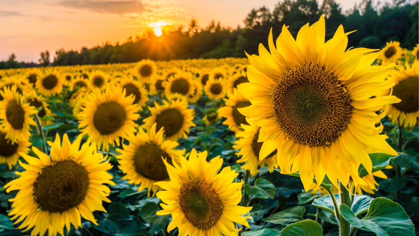 Sunflower Tuscany region