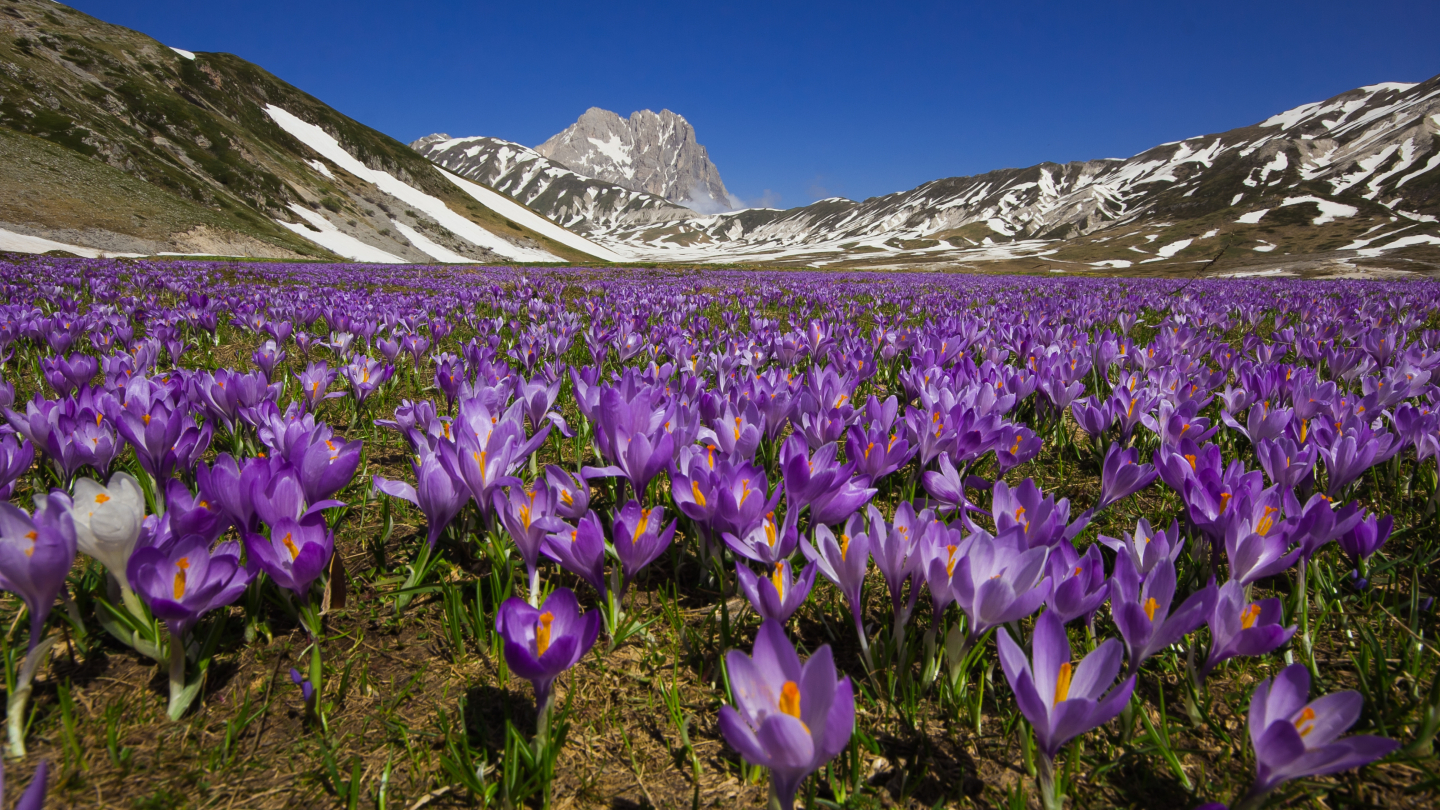 Saffron Blooming, Abruzzo and Tuscany, Italy Saffron Blooming, Abruzzo and Tuscany, Italy