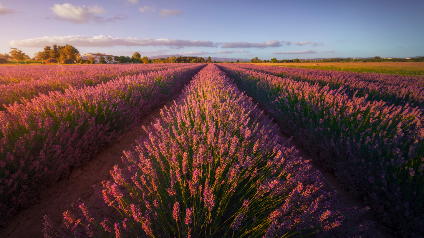Lavender flowers fields at sunset